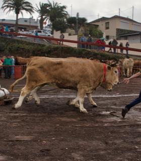 XXX Concurso de Arrastre de Ganado Isla de Tenerife · foto 12