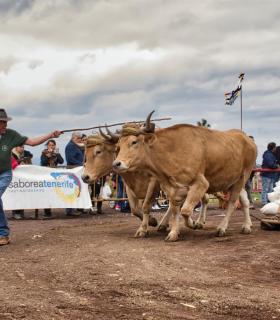 XXX Concurso de Arrastre de Ganado Isla de Tenerife · foto 47