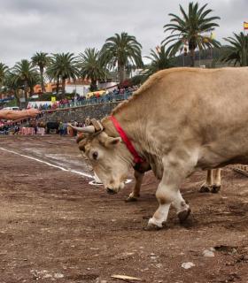 XXX Concurso de Arrastre de Ganado Isla de Tenerife · foto 56