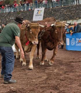XXX Concurso de Arrastre de Ganado Isla de Tenerife · foto 11