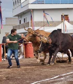 XXX Concurso de Arrastre de Ganado Isla de Tenerife · foto 38