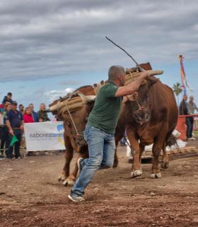 XXX Concurso de Arrastre de Ganado Isla de Tenerife · foto 78