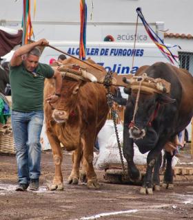 XXX Concurso de Arrastre de Ganado Isla de Tenerife · foto 24