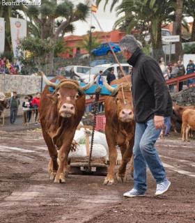 XXX Concurso de Arrastre de Ganado Isla de Tenerife · foto 22