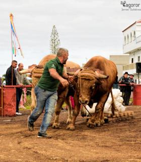 XXX Concurso de Arrastre de Ganado Isla de Tenerife · foto 69