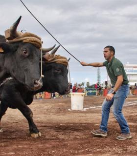 XXX Concurso de Arrastre de Ganado Isla de Tenerife · foto 74