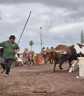 XXX Concurso de Arrastre de Ganado Isla de Tenerife · foto 3