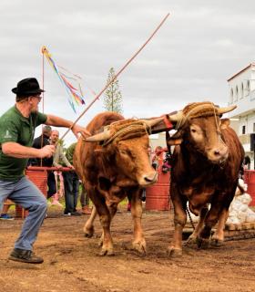 XXX Concurso de Arrastre de Ganado Isla de Tenerife · foto 72