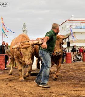 XXX Concurso de Arrastre de Ganado Isla de Tenerife · foto 67