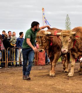 XXX Concurso de Arrastre de Ganado Isla de Tenerife · foto 8