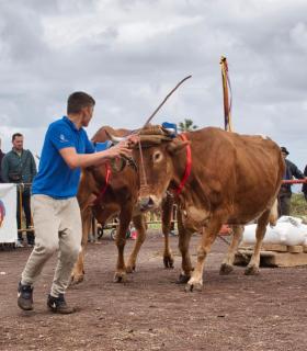XXX Concurso de Arrastre de Ganado Isla de Tenerife · foto 1