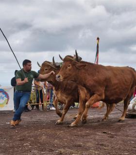 XXX Concurso de Arrastre de Ganado Isla de Tenerife · foto 21