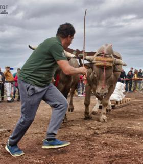 XXX Concurso de Arrastre de Ganado Isla de Tenerife · foto 58