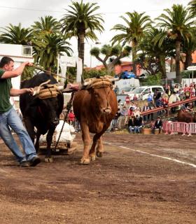 XXX Concurso de Arrastre de Ganado Isla de Tenerife · foto 33