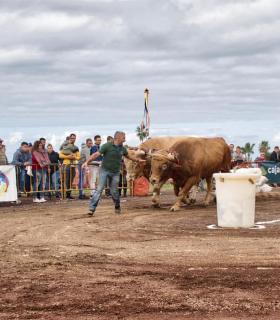 XXX Concurso de Arrastre de Ganado Isla de Tenerife · foto 68