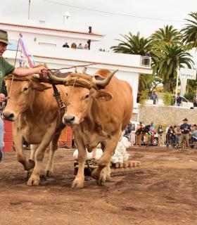 XXX Concurso de Arrastre de Ganado Isla de Tenerife · foto 44