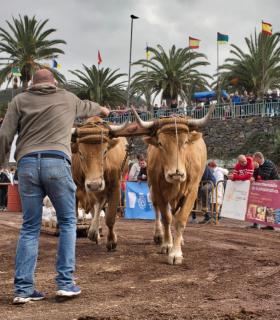 XXX Concurso de Arrastre de Ganado Isla de Tenerife · foto 31