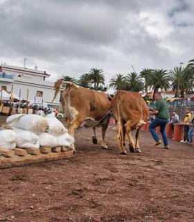 XXX Concurso de Arrastre de Ganado Isla de Tenerife · foto 6