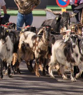 Procesión de San Antonio Abad y Bendición de Animales · foto 33