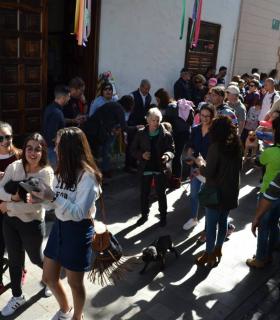 La festividad de San Antonio Abad en Los Silos cumple 270 años de tradición ganadera · foto 4