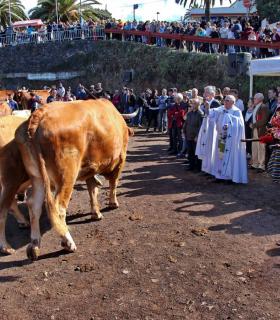 Tacoronte celebra una nueva edición de su feria de ganado en honor a San Antonio Abad · foto 3