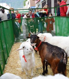 Güímar disfruta de sus tradiciones con la Romería de San Antonio Abad 2019 · foto 6