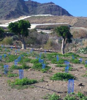 El Ayuntamiento de La Aldea de San Nicolás reforesta dos espacios con 1.400 plantas · foto 2