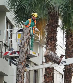 Santa Cruz de Tenerife: el Consistorio sustituye una de las palmeras del tramo final de la calle Imeldo Serís · foto 2