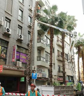 Santa Cruz de Tenerife: el Consistorio sustituye una de las palmeras del tramo final de la calle Imeldo Serís · foto 1