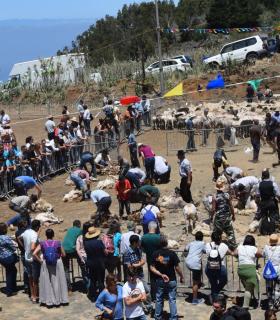 Gáldar  La Fiesta de la Lana en Caideros celebró este jueves su XXV aniversario festejando el Día de Canarias con un homenaje a sus tradiciones más arraigadas, reconociendo la labor de los pastores que siguen practicando la trashumancia y, de forma e · foto 1