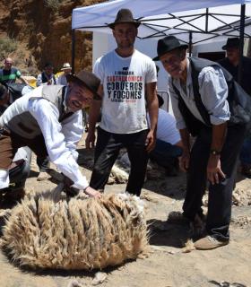 Gáldar  La Fiesta de la Lana en Caideros celebró este jueves su XXV aniversario festejando el Día de Canarias con un homenaje a sus tradiciones más arraigadas, reconociendo la labor de los pastores que siguen practicando la trashumancia y, de forma e · foto 6