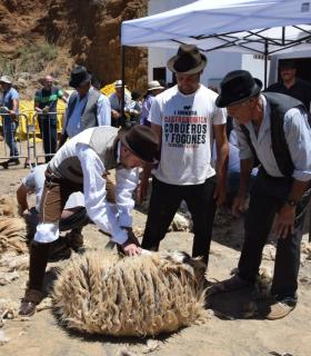 Gáldar  La Fiesta de la Lana en Caideros celebró este jueves su XXV aniversario festejando el Día de Canarias con un homenaje a sus tradiciones más arraigadas, reconociendo la labor de los pastores que siguen practicando la trashumancia y, de forma e · foto 7