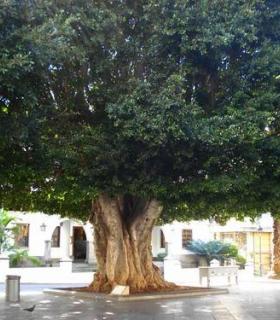 Trece jóvenes optan a la elección de Reina de La Patrona de Los Llanos de Aridane · foto 2