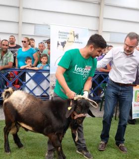 Un macho cabrío joven de la ganadería de Francisco Sosa Pérez y otro adulto de Blas Alonso Viera ganan el concurso morfológico · foto 1