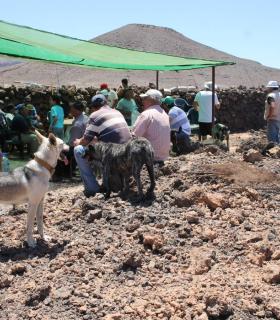 Antigua: la gambuesa de Esquincito revive sus tiempos de apañadas · foto 1