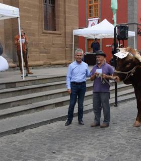 El mejor ganado de la isla desfila orgulloso ante Santiago de los Caballeros de Gáldar · foto 5
