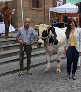 El mejor ganado de la isla desfila orgulloso ante Santiago de los Caballeros de Gáldar · foto 11