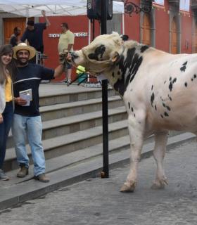 El mejor ganado de la isla desfila orgulloso ante Santiago de los Caballeros de Gáldar · foto 10