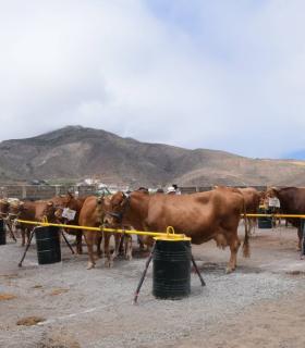 El mejor ganado de la isla desfila orgulloso ante Santiago de los Caballeros de Gáldar · foto 18