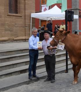 El mejor ganado de la isla desfila orgulloso ante Santiago de los Caballeros de Gáldar · foto 14
