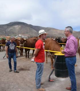 El mejor ganado de la isla desfila orgulloso ante Santiago de los Caballeros de Gáldar · foto 1