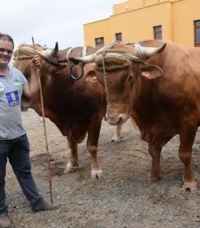 El mejor ganado de la isla desfila orgulloso ante Santiago de los Caballeros de Gáldar · foto 4