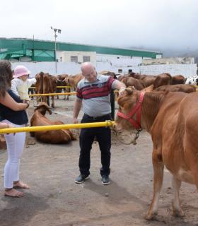 El mejor ganado de la isla desfila orgulloso ante Santiago de los Caballeros de Gáldar · foto 2