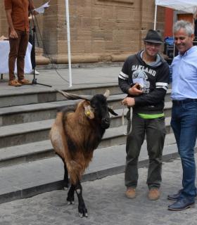 El mejor ganado de la isla desfila orgulloso ante Santiago de los Caballeros de Gáldar · foto 17