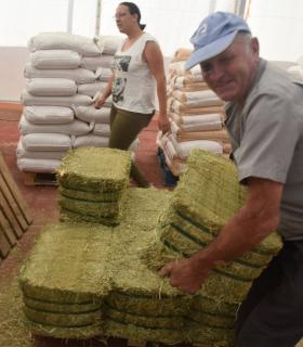 El Ayuntamiento de Gáldar hace entrega de 24.000 kilos de alfalfa y millo a los ganaderos afectados por los incendios · foto 5