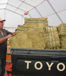 El Ayuntamiento de Gáldar hace entrega de 24.000 kilos de alfalfa y millo a los ganaderos afectados por los incendios · foto 10