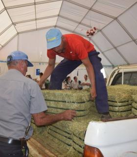 El Ayuntamiento de Gáldar hace entrega de 24.000 kilos de alfalfa y millo a los ganaderos afectados por los incendios · foto 4