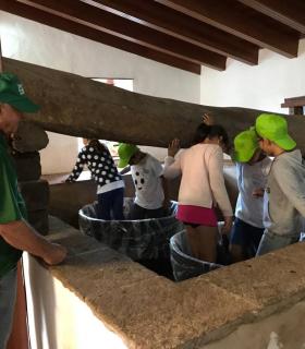 Escolares de Tegueste participan en la recolección de la uva a través de ‘Una vendimia para la Esperanza’ · foto 4
