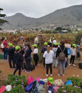 Escolares de Tegueste participan en la recolección de la uva a través de ‘Una vendimia para la Esperanza’ · foto 5