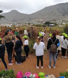 Escolares de Tegueste participan en la recolección de la uva a través de ‘Una vendimia para la Esperanza’ · foto 3